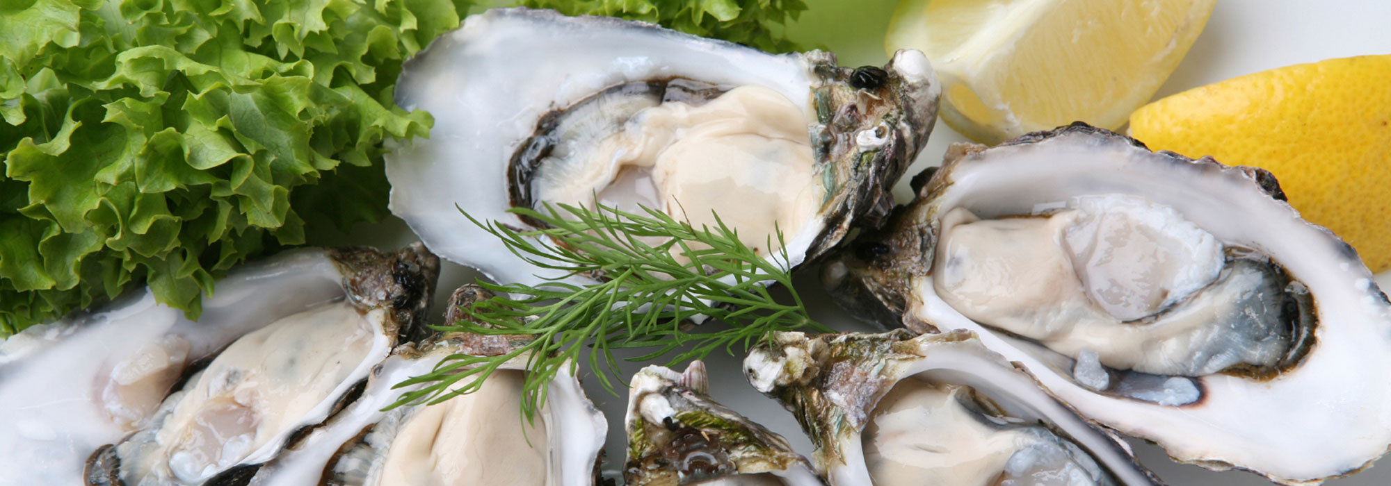 Farmed oysters